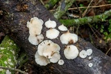 Campanophyllum proboscideum image