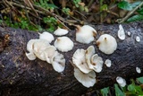 Campanophyllum proboscideum image