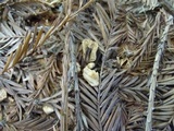 Gymnopus brassicolens var. brassicolens image