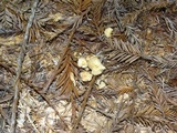 Gymnopus brassicolens var. brassicolens image