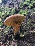 Phylloporus leucomycelinus image