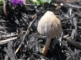 Coprinellus flocculosus image