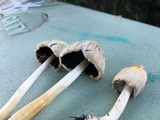 Coprinellus flocculosus image