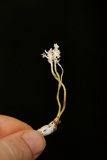 Cordyceps tenuipes image