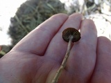 Psathyrella prona image