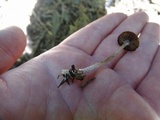 Psathyrella prona image