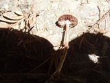 Psathyrella prona image
