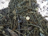 Psathyrella prona image