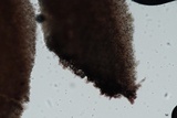 Inocybe tahquamenonensis image