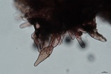Inocybe tahquamenonensis image