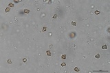 Inocybe tahquamenonensis image
