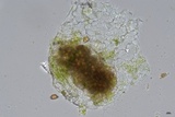 Uromyces ari-triphylli image