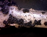 Bertia moriformis image