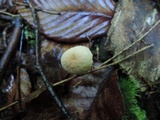 Mycetinis scorodonius image