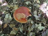 Boletus chippewaensis image