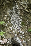 Kretzschmaria deusta image
