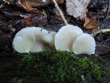 Crepidotus applanatus image