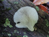 Crepidotus applanatus image