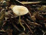 Pluteus leoninus image