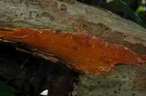 Ceriporia spissa image