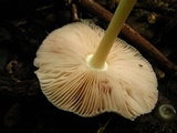Pluteus leoninus image