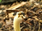 Pluteus leoninus image