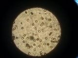 Pluteus leoninus image