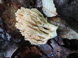 Ramaria formosa image