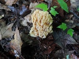 Ramaria formosa image