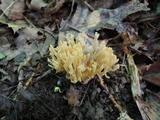 Ramaria formosa image