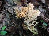Ramaria formosa image