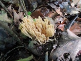 Ramaria formosa image