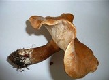 Leucopaxillus mirabilis image