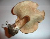Leucopaxillus mirabilis image