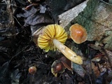 Hygrocybe psittacina var. perplexa image