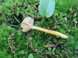 Hygrocybe laeta var. laeta image