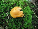 Cuphophyllus pratensis image