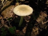 Amanita farinosa image