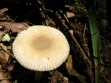 Amanita farinosa image