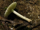 Amanita farinosa image