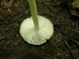 Amanita farinosa image