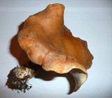 Leucopaxillus mirabilis image