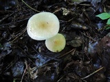 Xerula megalospora image