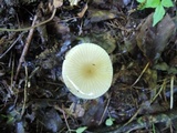 Xerula megalospora image
