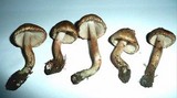 Inocybe haemacta image