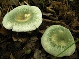 Russula parvovirescens image