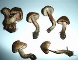Inocybe haemacta image