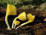 Chrysomphalina strombodes image