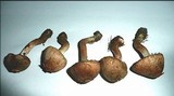 Inocybe haemacta image