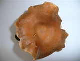 Leucopaxillus mirabilis image